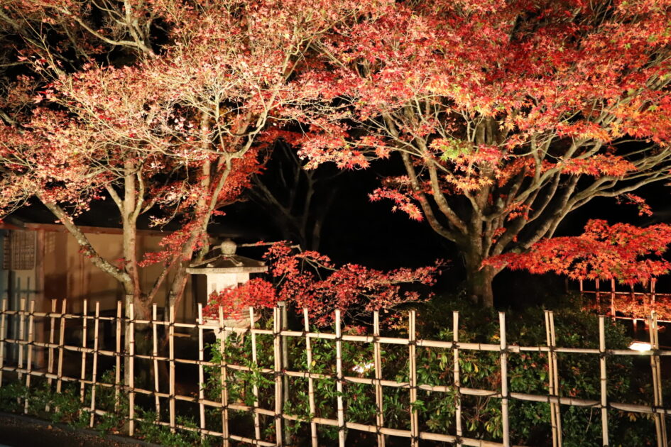松山城二之丸史跡庭園紅葉ライトアップ これだけの規模の紅葉ライトアップ愛媛では見つからないです 四国の夜景