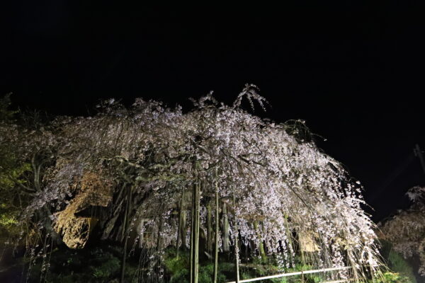 【愛媛】内子　石畳東しだれ桜　夜桜