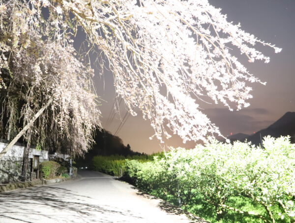 【徳島】神山町 夜桜