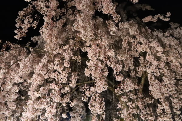 【徳島】神山町 夜桜