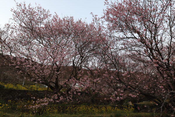 【高知】桑田山雪割桜