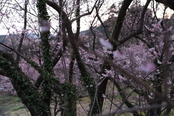 【高知】桑田山雪割桜