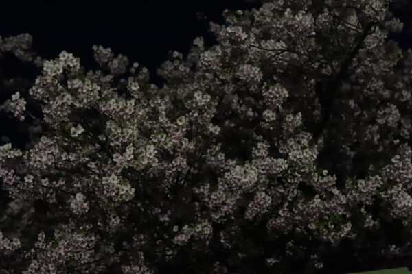 【愛媛】大角海浜公園　夜桜