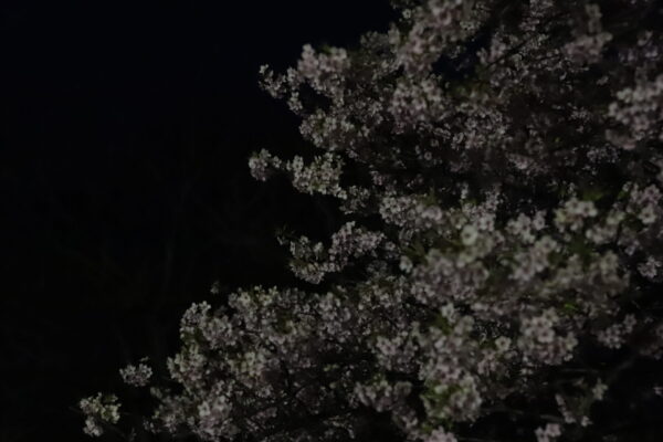 【愛媛】大角海浜公園　夜桜