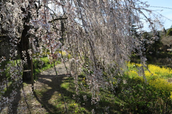 【愛媛】内子町の桜追い！　相野の桜