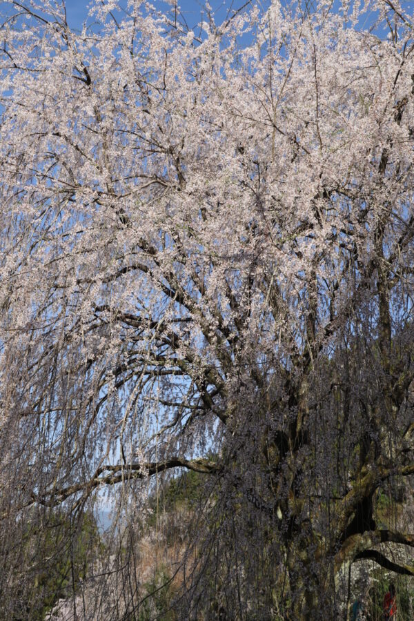 【愛媛】内子町の桜追い！　相野の桜