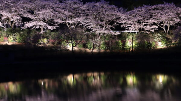 【愛媛】内子町の桜追い！　尾首の池の桜