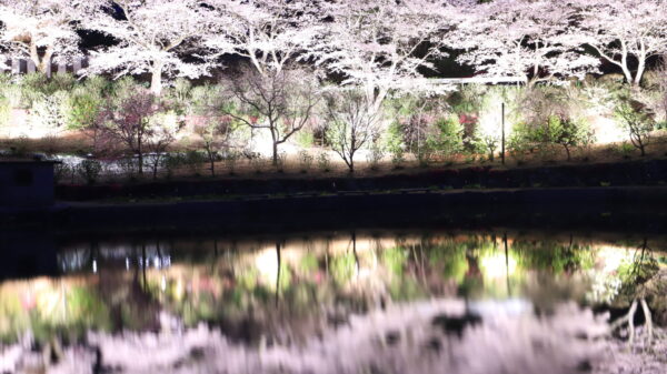 【愛媛】内子町の桜追い！　尾首の池の桜