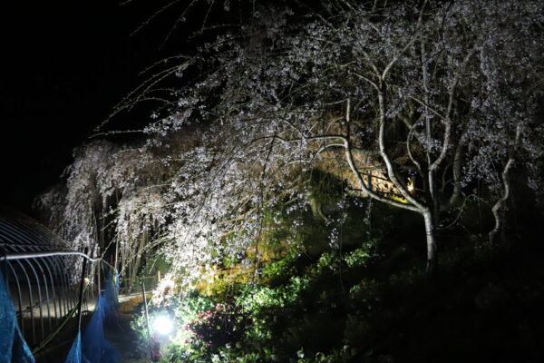 【愛媛】内子町の桜追い！石畳東のしだれ桜