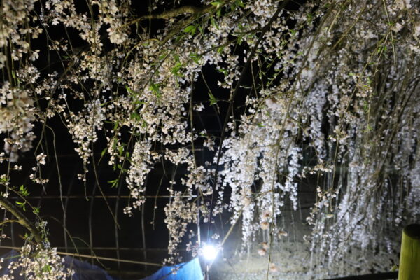 【愛媛】内子町の桜追い！石畳東のしだれ桜