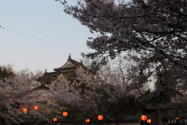 【徳島】妙見山公園の桜