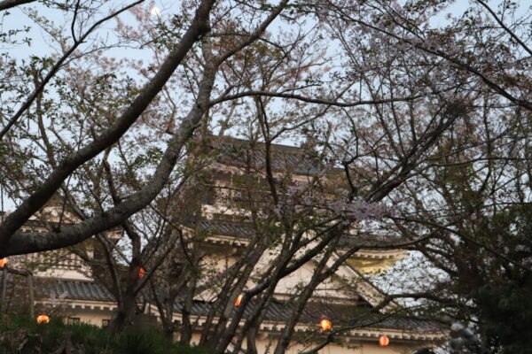【徳島】妙見山公園の桜