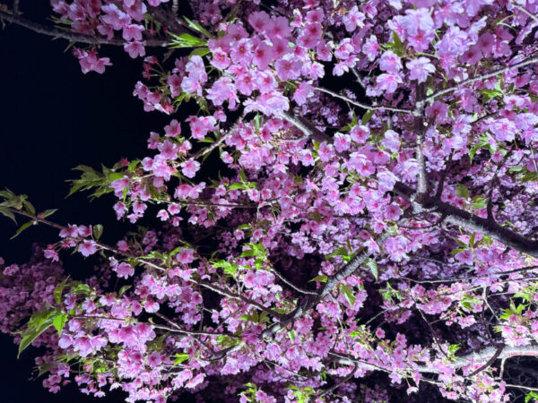 【愛媛】波方大角海浜公園の夜桜ライトアップ