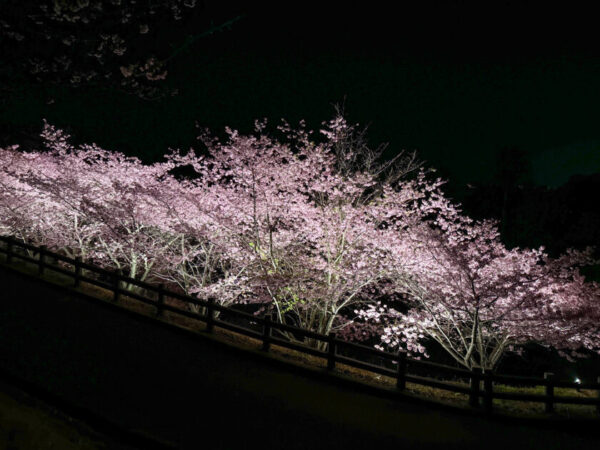 【愛媛】波方大角海浜公園の夜桜ライトアップ