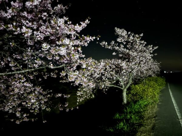 東かがわ市の早咲きのサクラ「湊川河津桜ロード」