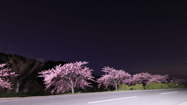 東かがわ市の早咲きのサクラ「湊川河津桜ロード」