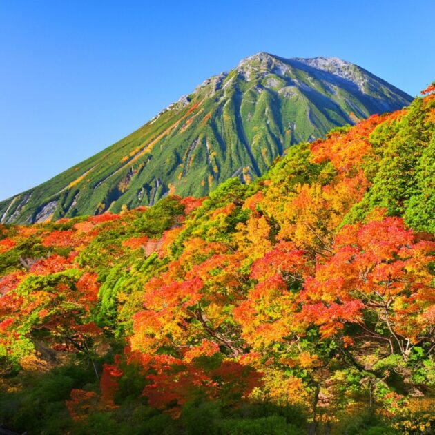 紅葉