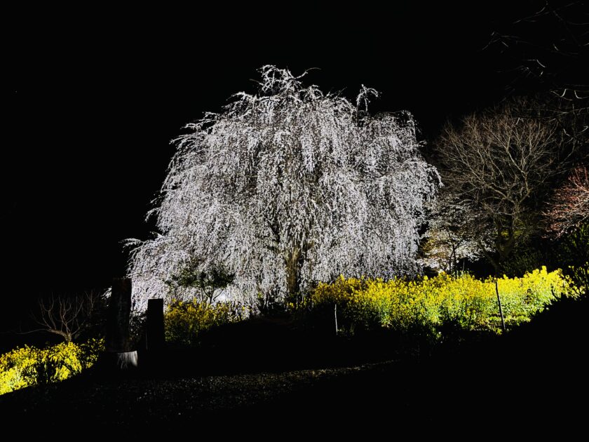愛媛の秘境｜無料で見れる内子町「相野の花」しだれ桜絶景撮影ガイド